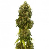 (Bild für) Swiss Dream Auto CBD female