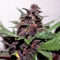 (Bild für) Swiss Dream Rose Auto CBD female