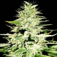(Bild für) Swiss Skunk