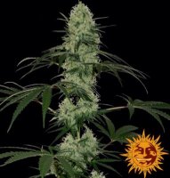 (Bild für) Tangerine Dream [Auto]