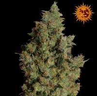 (Bild für) Tangerine Dream