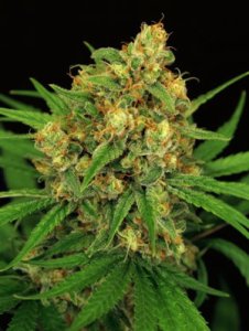 (Bild für) Tangerine Kush