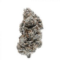 (Bild für) Tangerine Sherbet fem