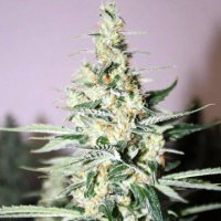 (Bild für) Tangerine Trainwreck Haze