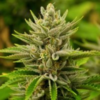 (Bild für) Tangie 5 fem