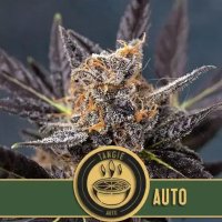 (Bild für) Tangie Auto feminized