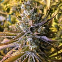 (Bild für) Tangie Ghost Train 6 female