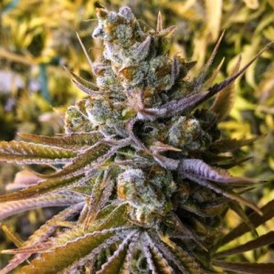 (Bild für) Tangie Ghost Train 6 female