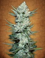(Bild für) Tangie' Matic fem