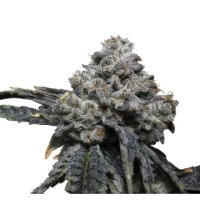 (Bild für) Tangie Punch fem