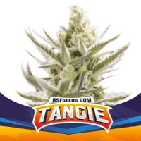 (Bild für) Auto Tangie XXL