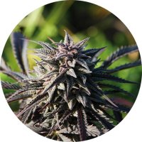 (Bild für) Tao Purple 10 reg