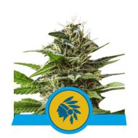(Bild für) Tatanka Pure CBD feminized