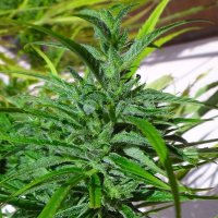 (Bild für) Thai Sativa Landrace