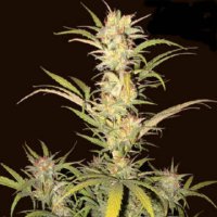 (Bild für) Thaifun Horizon (Bluehemp repro)