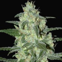 (Bild für) Thunder Bloody Mary Auto fem