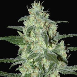 (Bild für) Thunder Bloody Mary Auto fem
