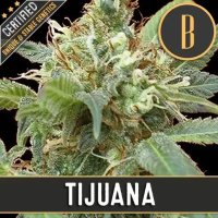 (Bild für) Tijuana feminized