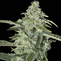 (Bild für) TNT Kush CBD fem