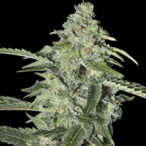 (Bild für) TNT Kush CBD fem