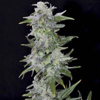 (Bild für) TNT Kush fem