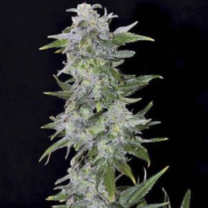 (Bild für) TNT Kush fem