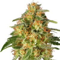 (Bild für) TNT Trichome