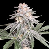 (Bild für) Toffee Kush