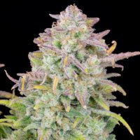 (Bild für) Trainwreck Auto fem