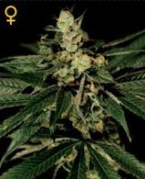(Bild für) Trainwreck female