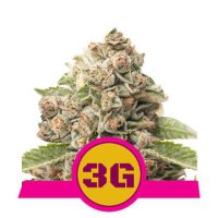 (Bild für) Triple G feminized
