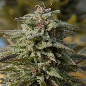 (Bild für) Trippy Gorilla Automatic fem