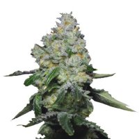 (Bild für) Tropical Cookies fem