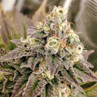 (Bild für) Tropical Tangie