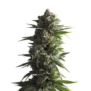 (Bild für) Tropicana Wedding Cake Auto fem