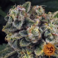 (Bild für) Tropicanna Banana