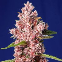 (Bild für) Tropicanna Poison F1 Fast Version fem