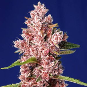 (Bild für) Tropicanna Poison F1 Fast Version fem