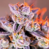 (Bild für) Tropicanna Poison XL Auto fem