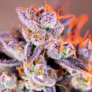 (Bild für) Tropicanna Poison XL Auto fem