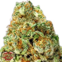 (Bild für) Turbo Bud Auto fem