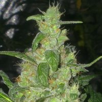 (Bild für) Turing Autoflowering