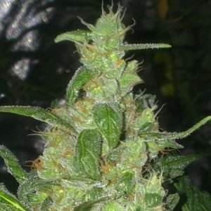 (Bild für) Turing Autoflowering