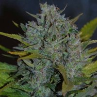 (Bild für) Ultraviolet Auto fem