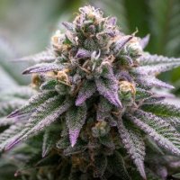 (Bild für) Ultra Violet GMO fem