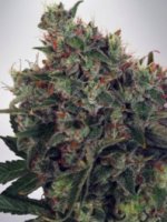 (Bild für) Ultra White Amnesia fem