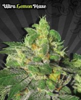 (Bild für) Ultra Lemon Haze Auto female
