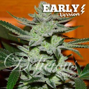 (Bild für) Unknown Kush Early Version