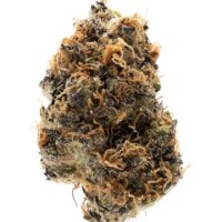 (Bild für) Watermelon Punch Auto fem
