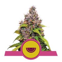 (Bild für) Watermelon feminized